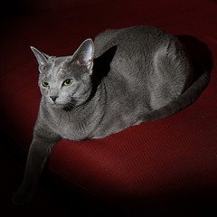 russian_blue_Flickr_photo_by_cotaroba russian_blue_Flickr_photo_by_cotaroba