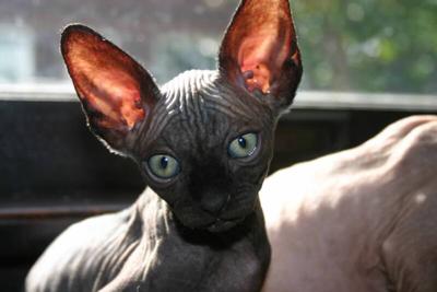 Hairless is beautiful